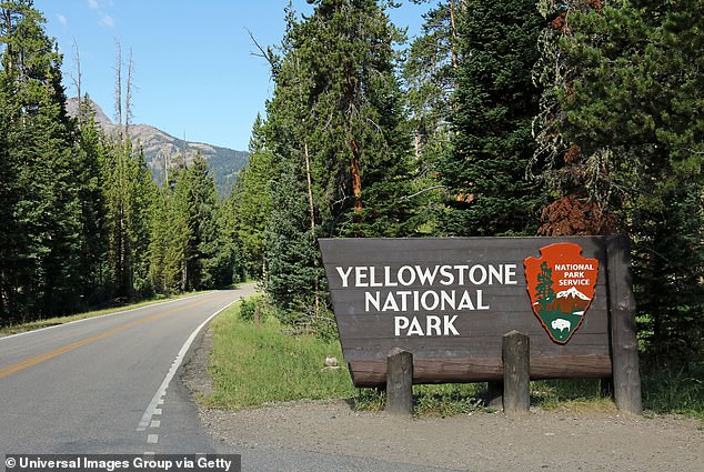 Wildtiermanager, die für den Bundesstaat Wyoming und den Yellowstone-Nationalpark arbeiten, haben eindeutig bestätigt, dass ein ausgewachsener Maultierhirschbock an der tödlichen Gehirnkrankheit gestorben ist – der erste jemals bekannte Fall von CWD innerhalb der Grenzen von Yellowstone