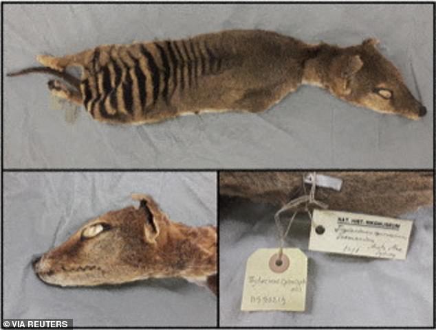 Der letzte Beutelwolf – oder Tasmanische Tiger – starb 1936, aber Colossal arbeitet auch daran, ihn zurückzubringen