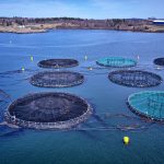 Die milliardenschwere Investition der EU in die Fischzucht hat sich nicht ausgezahlt, warnen EU-Prüfer