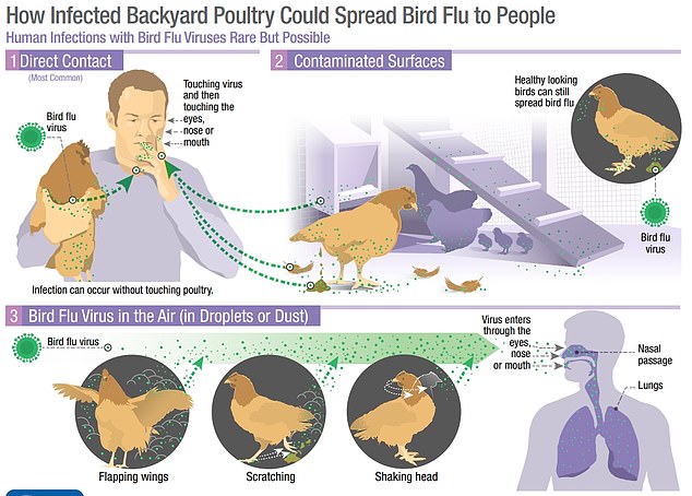 The above graphic shows how an avian influenza could be spread to humans, which may trigger the next pandemic