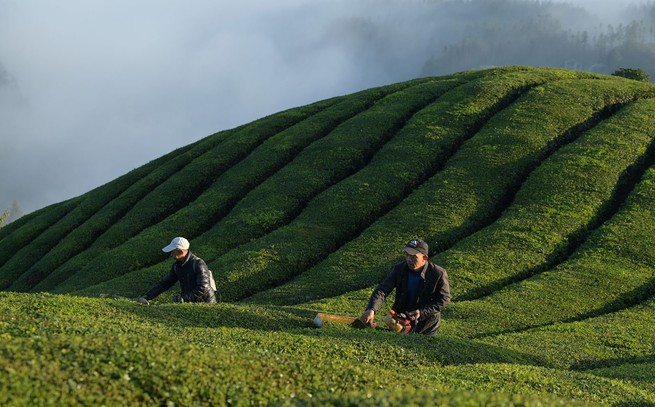 Bauern arbeiten auf einer Teeplantage auf einem Hügel im Kreis Hefeng, China.