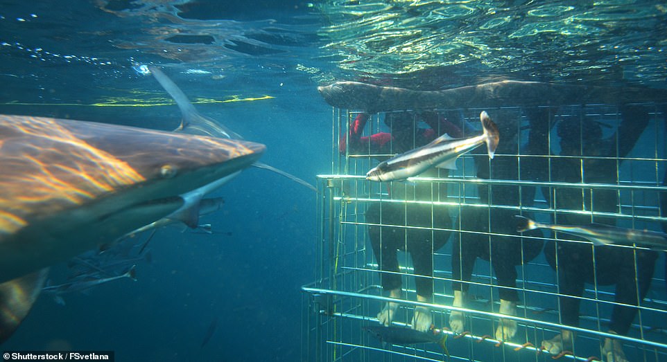 Travel company Gadventures offers a great white shark excursion from Cape Town for $200