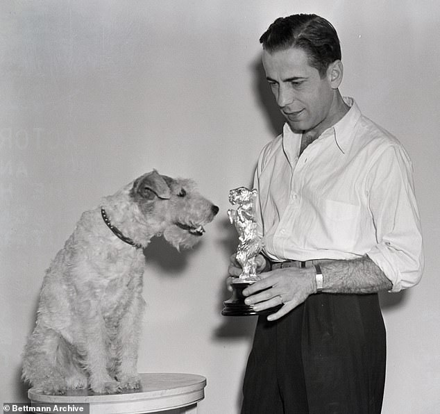 Mehrere Prominente waren oft mit ihren Wire Fox Terriern zu sehen, darunter Albert Einstein, Clint Eastwood und Lucille Ball, die alle als Fans der Rasse bekannt sind.  Im Bild: Humphrey Bogart überreicht Skippy, einem Wire Fox Terrier, am 11. März 1938 eine silberne Hundestatuette
