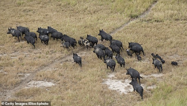 Wildschweine können die Landwirtschaft zerstören und Krankheiten wie die Afrikanische Schweinepest auf Schweinefarmen übertragen, die sowohl für Haus- als auch für Wildtiere tödlich ist und nicht auf Menschen übertragen werden kann