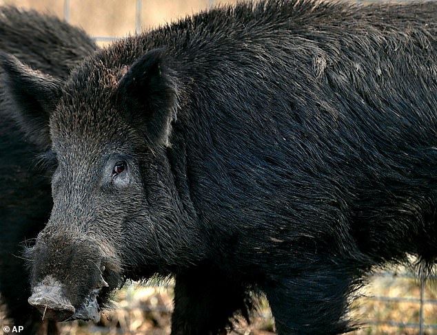 Wildschweine wiegen normalerweise zwischen 120 und 250 Pfund.  Pro Wurf und Jahr bekommen sie etwa sechs Ferkel