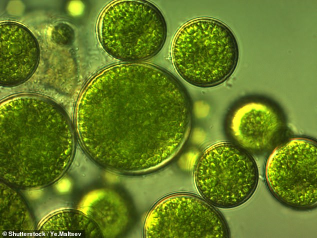 Obwohl Algen nicht gerade hübsch anzusehen sind, absorbieren sie äußerst effektiv Kohlendioxid (CO2).