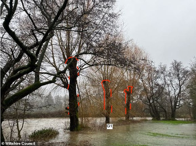 Eine Gruppe von drei Weiden, die stark beschnitten werden sollten, wurde im Hochwasser des Flusses Avon versenkt