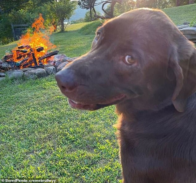 Ein brauner Labrador und sein Besitzer haben eines der beliebtesten Memes im Internet auf urkomische Weise nachgebildet