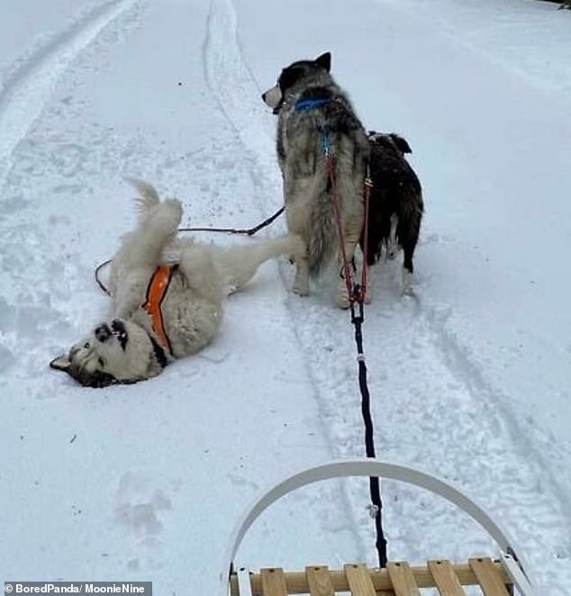 Dieser entzückende Husky hatte zu viel Spaß beim Spielen im Schnee, um den Schlitten weiter zu tragen