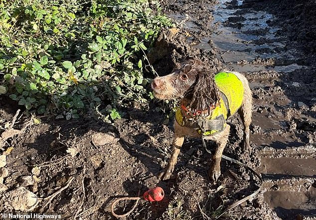 Drei entzückende Hunde wurden angeheuert, um das verheerende Unkraut auszurotten und seine Ausbreitung entlang der M25 zu verhindern