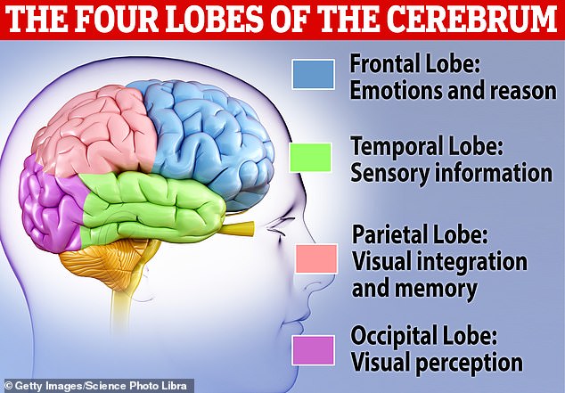 At the simplest level we can divided the brain into lobes which are responsible for emotions and reason, sensory information, memory, and visual perception