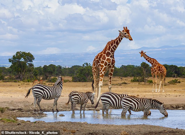 Fiona Hardcastle und ihre Familie besuchen Ol Pejeta (oben), ein Naturschutzgebiet, das sich über 90.000 Hektar offenes Grasland in Kenia erstreckt