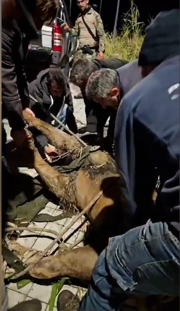 Das Filmmaterial zeigte den Moment, in dem ein Löwe gefangen wurde, nachdem er aus einem Zirkus entkommen war und eine Straße in der Nähe von Rom entlanglaufen sah