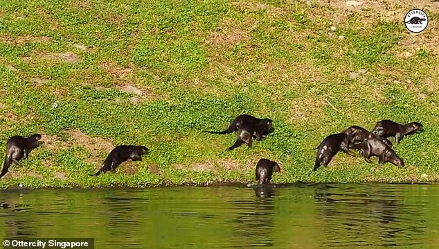 Otter sind territoriale Fleischfresser und müssen ausreichend große Gebiete kontrollieren, um ihre Familien zu ernähren