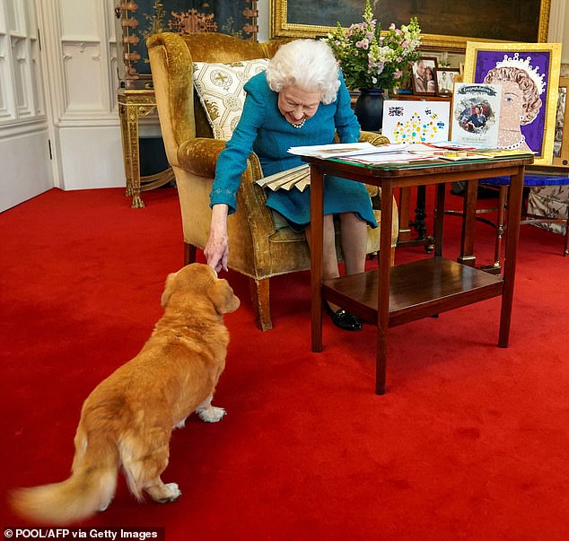 Königin Elizabeth II. streichelt ihren Corgi Candy, während sie eine Ausstellung mit Erinnerungsstücken aus ihrem Goldenen und Platin-Jubiläum im Februar 2022 betrachtet