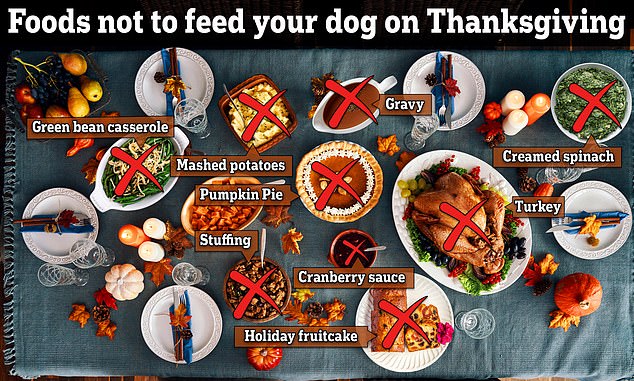 Experten haben 10 Feiertagsnahrungsmittel verraten, die Hunde nicht essen sollten – andernfalls müssen Besitzer möglicherweise den Abend in der Tierklinik verbringen.