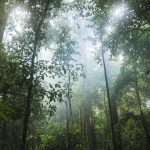 Die Wiederherstellung von Wäldern kann die globale Kohlenstoffbindung steigern, so das Ergebnis einer großen Studie