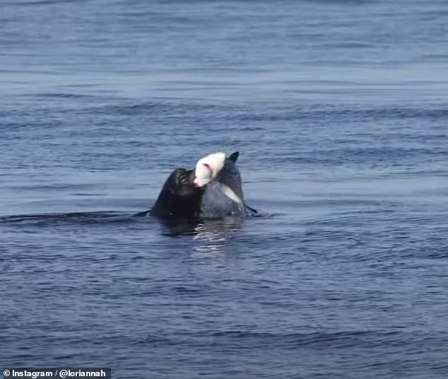 Das brutale Video, aufgenommen von einer pensionierten Krankenschwester, die zum Meeresfotografen wurde, fängt den Moment ein, in dem ein großer Seelöwenbulle diesem Blauhai die Kehle abreißt