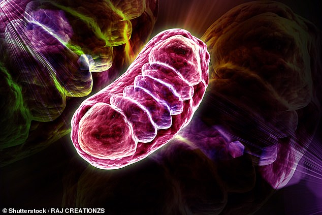Die Mitochondrien in unseren Zellen müssen regelmäßig gereinigt werden.  Wissenschaftler haben ein natürlich vorkommendes Molekül entdeckt, das diesen Prozess beschleunigt