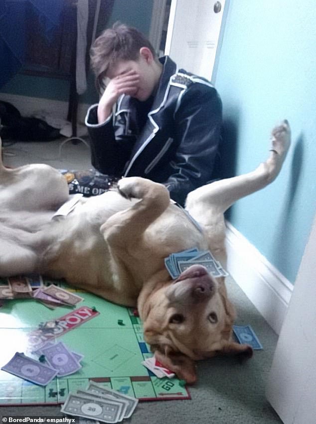 Ein entzückender Hund ruinierte schamlos das Monopoly-Spiel seines Besitzers – und schaffte es dabei, sich etwas Geld zu sichern