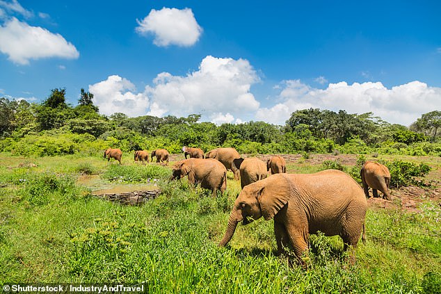 Elefantenbabys im Waisenhaus des Nairobi-Nationalparks