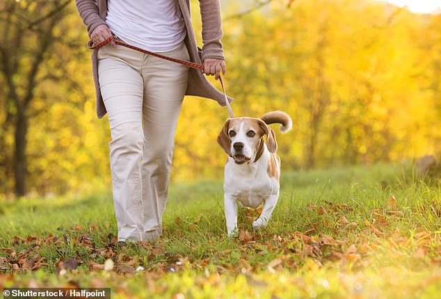 Frühere Untersuchungen deuten auch darauf hin, dass der Besitz von Hunden bei älteren Erwachsenen eine schützende Wirkung auf Gebrechlichkeit, Behinderung und Tod jeglicher Ursache hat
