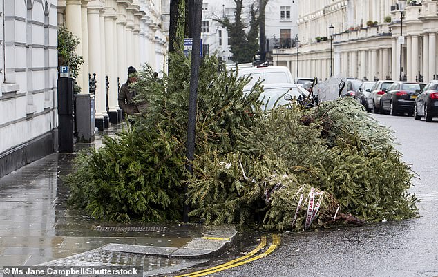 Jedes Jahr werden in Großbritannien mehr als acht Millionen Weihnachtsbäume weggeworfen, viele werden in den Tagen nach Neujahr auf die Straße geworfen oder liegen gelassen