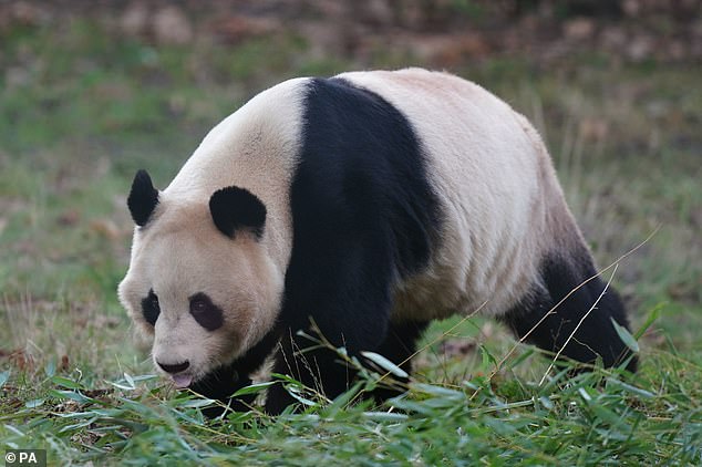 Yang Guang und Tian Tian kamen 2011 im Rahmen eines Zehnjahresvertrags zwischen der Royal Zoological Society of Scotland (RZSS) und der China Wildlife Conservation Association in den Edinburgh Zoo, der später um zwei Jahre verlängert wurde.  Im Bild: Yang Guang