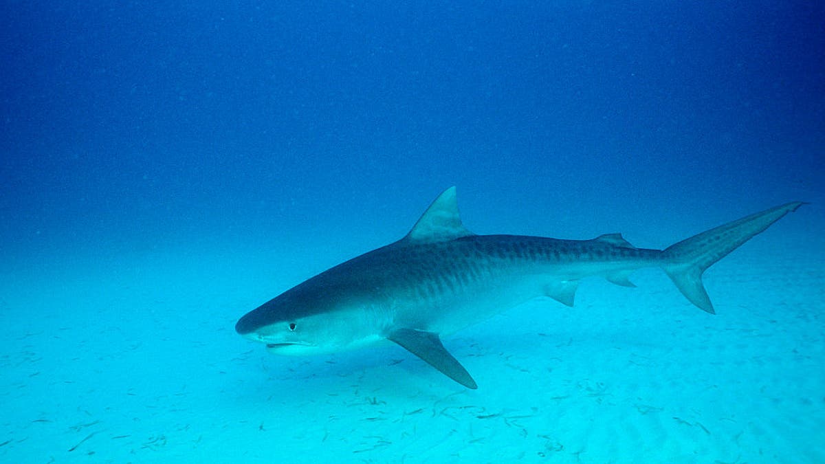 Tigerhai, Bahamas