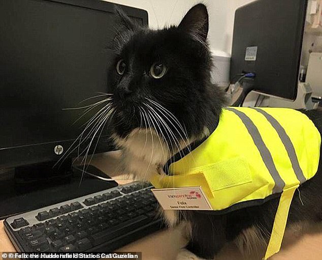 Felix trug eine Warnweste und ein TPE-Namensschild und genoss die Nutzung einer einzigartigen Katzenklappe, die es ihr ermöglichte, die Absperrungen der Station zu umgehen