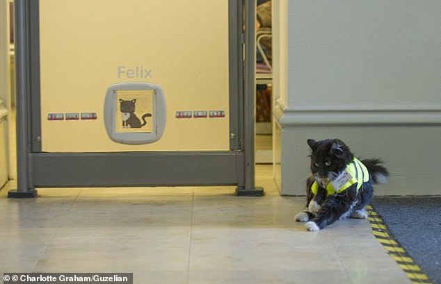„Felix war mehr als eine Katze.“  „Sie war ein geliebtes Mitglied unserer Stationsfamilie“, sagt Angie Hunte, Stationsleiterin Huddersfield