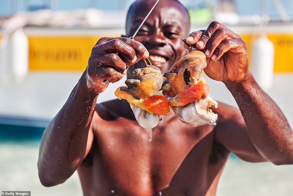 Oben hält ein Fischer Muscheln hoch, riesige Meeresmollusken, die das Nationalsymbol der Turks- und Caicosinseln sind