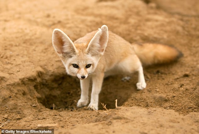 Fennec-Füchse sind in den Wüsten Nordafrikas beheimatet und benötigen konstante heiße Temperaturen und reichlich Sand und Erde zum Eingraben (Archivbild)