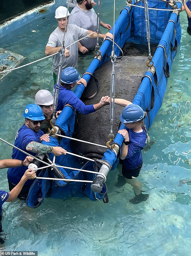 Earlier on Tuesday, the Manatee Rescue & Rehabilitation Partnership (MRP) successfully transported three manatees – Romeo, Juliet (pictured) and Clarity – from Miami Seaquarium (MSQ) to SeaWorld Orlando and ZooTampa