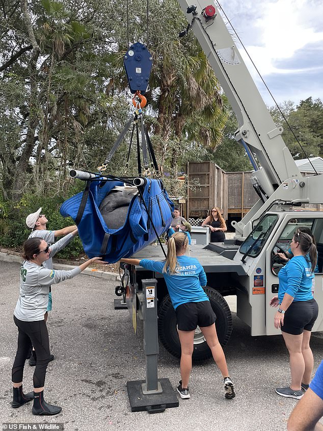Earlier on Tuesday, the Manatee Rescue & Rehabilitation Partnership (MRP) successfully transported three manatees – Romeo, Juliet and Clarity – from Miami Seaquarium (MSQ) to SeaWorld Orlando and ZooTampa. Clarity is pictured being delivered to ZooTampa