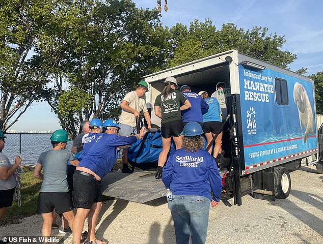Staff started the cross-state trip with Romeo's departure at 8.30 a.m. and Juliet left just 50 minutes later. Romeo arrived at ZooTampa first at around 1.30 p.m. and Juliet followed at around 3.55 p.m. One of the manatees is pictured being transported