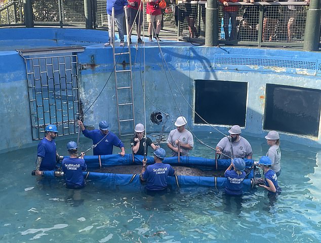 Romeo and Juliet's relocation to ZooTampa was part of a bigger operation that state and federal wildlife officials say had been in planning for months between the government and Florida-wide private care facilities. Juliet is pictured being lowered into the water.