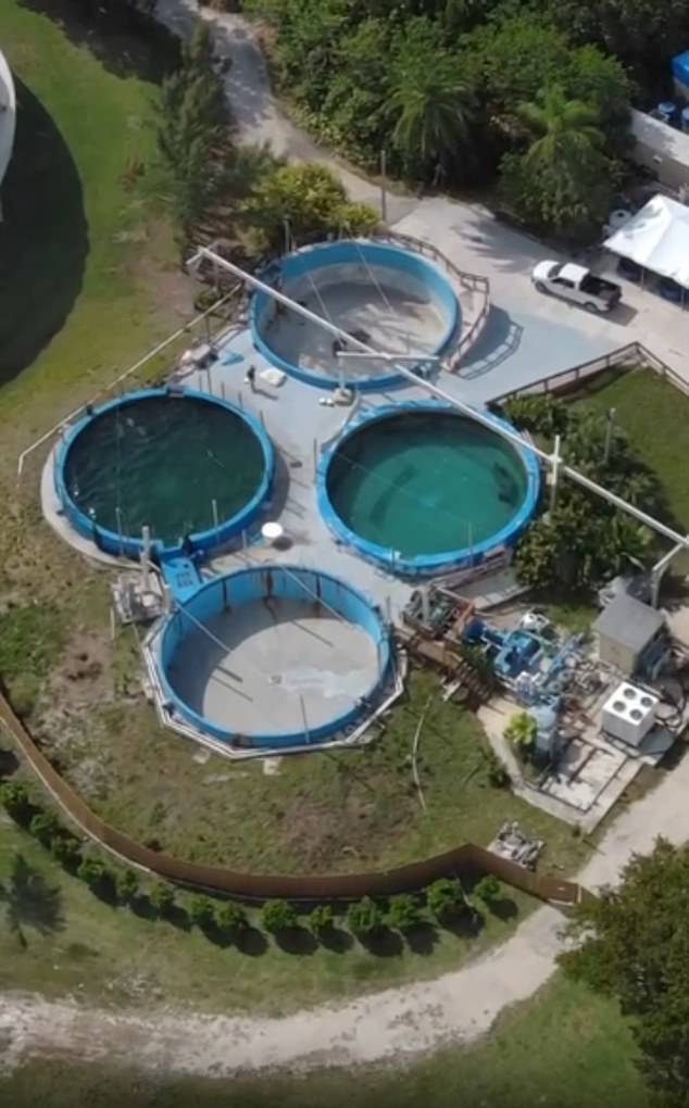 Footage from April showed Romeo alone in the same tank in the Pompano pools. The pool was uncovered at the time, prompting concerns there was nowhere for him to shelter from the sun