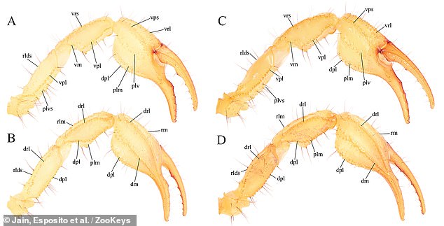 Die einzigartigen „stark gezackten Zangen“ des Skorpions variieren in der Form zwischen Männchen und Weibchen dieser Art und ihre orange-gelben Körper scheinen in der Wüstensonne zu bräunen