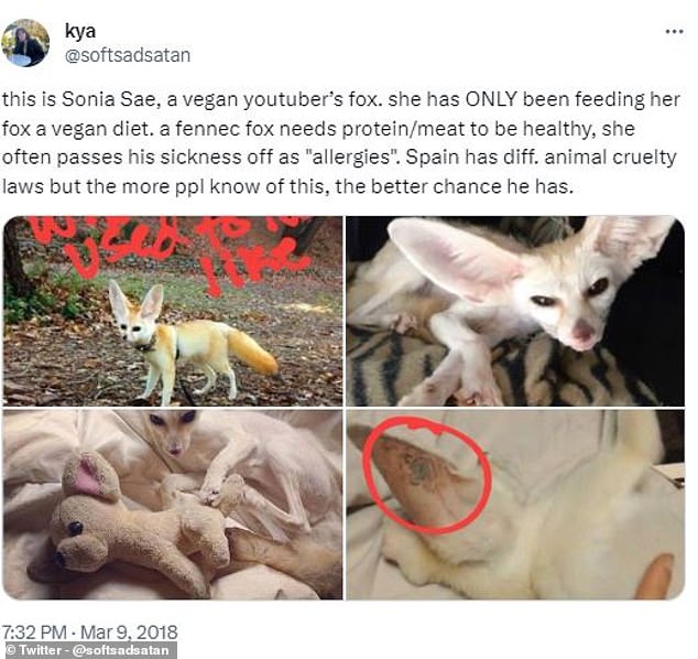 In 2018, YouTuber Sonia Sae was strongly criticised for feeding a captive fennec fox on a purely vegan diet which is not suited for this omnivorous animal