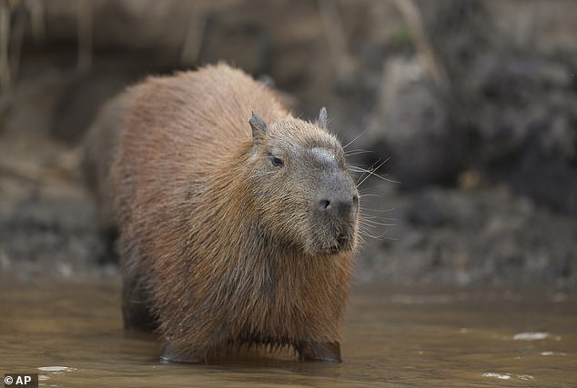 The capybara was considered a dangerous animal and needed a special licence to own until 2007, now anyone can buy, sell or own these large animals