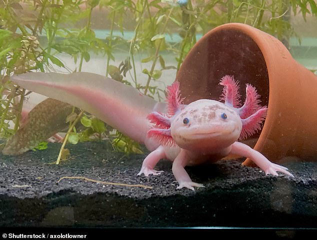Axolotls are critically endangered in the wild but there are no restrictions on their sale as pets. However, they have a lot of specialist requirements and are very hard to care for