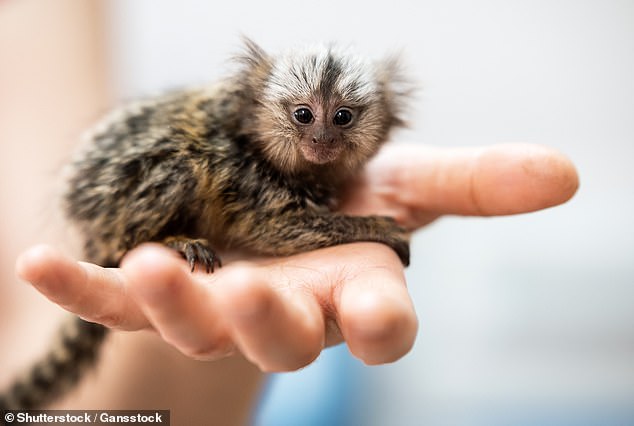 Marmosets are the most common monkeys in the pet trade as no license is needed to keep them