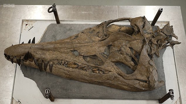Der restaurierte Pliosaurierschädel, 150 Millionen Jahre alt, wurde an den Klippen der Jurassic Coast in Dorset ausgegraben