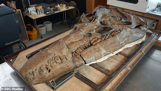 Der antike Pliosaurier war die „ultimative Tötungsmaschine“, die mit hoher Geschwindigkeit durch das Meer navigieren und ihre Beute mit einem einzigen Biss töten konnte