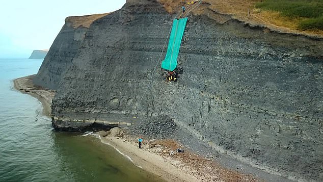 Die aufregende Entdeckung wurde gemacht, als der Fossilienliebhaber Phil Jacobs letztes Jahr an den felsigen Stränden der Kimmeridge Bay entlang spazierte und eines Morgens den Kiefer eines riesigen Pliosauriers entdeckte
