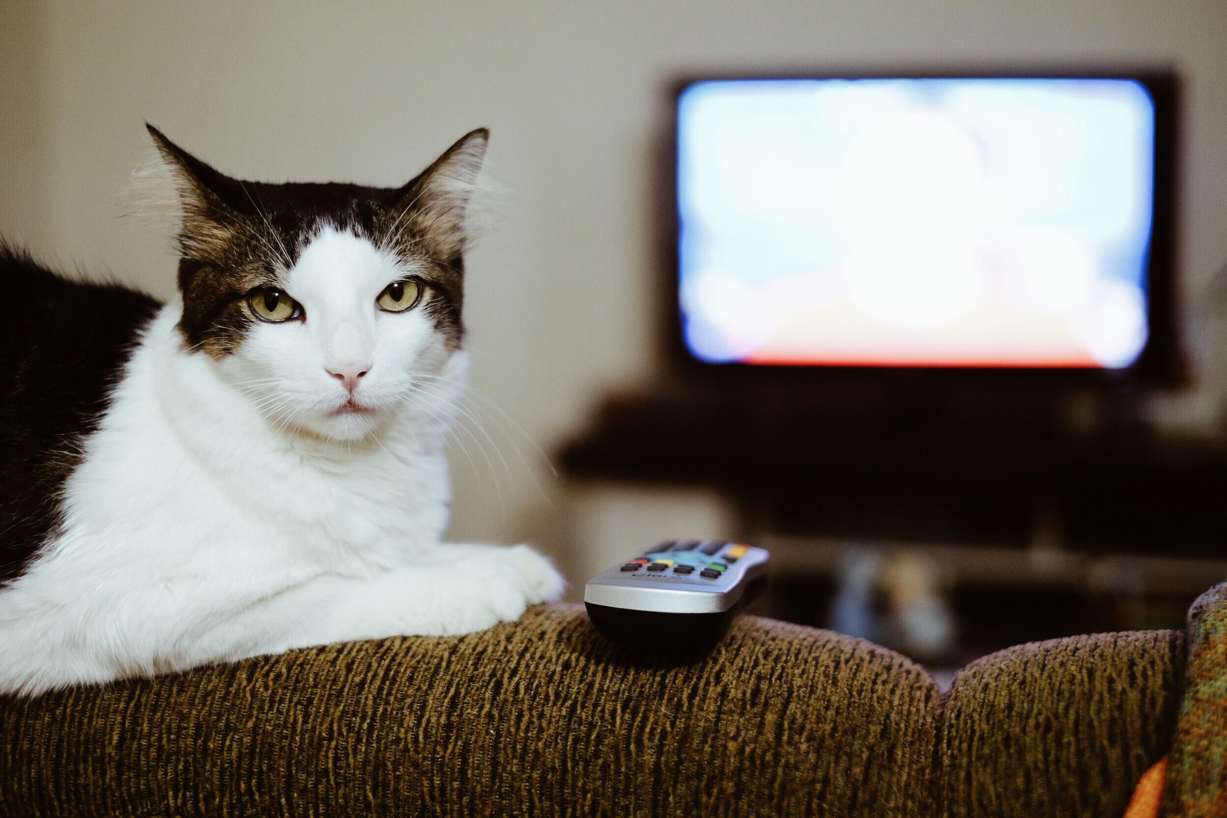 Eine Katze sitzt auf der Rückseite einer Couch neben einer Fernbedienung und einem Fernseher