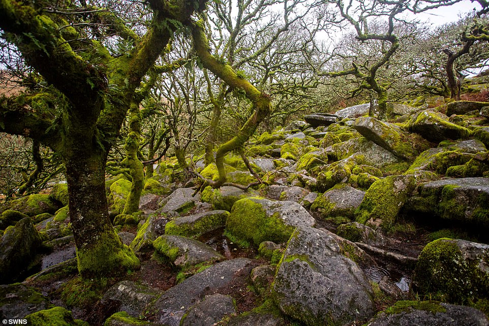 Erleben Sie den bezaubernden Wistman's Wood, einen gemäßigten Regenwald im Dartmoor-Nationalpark in Devon, der für seine Moose und Flechten bekannt ist