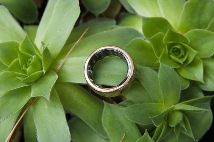 Der Oura Ring Horizon ruht auf einer grünen Sukkulentenpflanze.