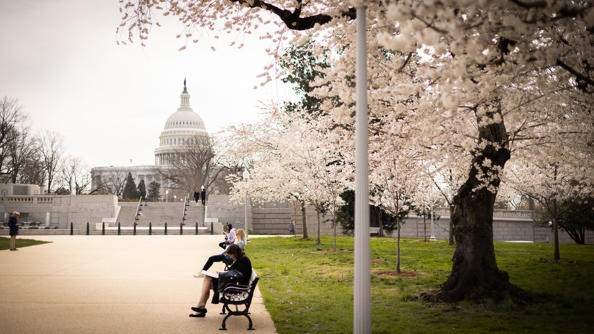 Frühlingskirschblüten im Kapitol von Washington DC